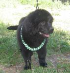 Превью фото № 4128