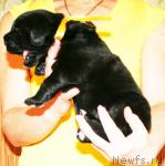 Превью фото № 41416