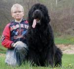 Превью фото № 41445