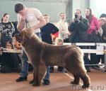 Превью фото № 41779