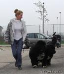 Превью фото № 42081