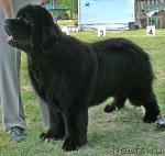 Превью фото № 42168