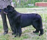 Превью фото № 42203