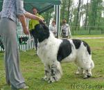 Превью фото № 42216