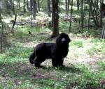 Превью фото № 42607