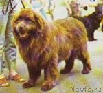 Превью фото № 4275