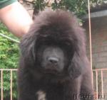 Превью фото № 42953