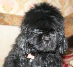 Превью фото № 43010