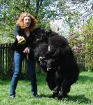 Превью фото № 43044