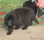 Превью фото № 43444