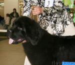 Превью фото № 43656