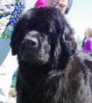 Превью фото № 43699