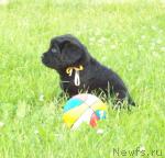 Превью фото № 44017