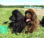 Превью фото № 44197