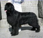 Превью фото № 44437