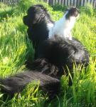 Превью фото № 4457