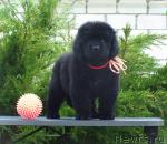 Превью фото № 44747