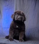 Превью фото № 44828