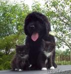 Превью фото № 44847