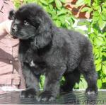 Превью фото № 44999