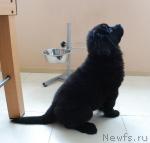 Превью фото № 45218