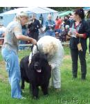 Превью фото № 45283