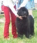 Превью фото № 45288