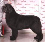 Превью фото № 45360