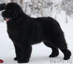 Превью фото № 45468