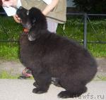 Превью фото № 45529