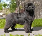 Превью фото № 45724