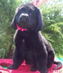 Превью фото № 46143