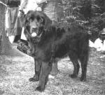 Превью фото № 4620