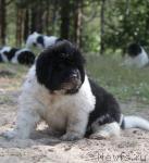 Превью фото № 46319