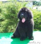 Превью фото № 46338