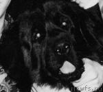 Превью фото № 4638