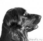 Превью фото № 465