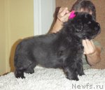 Превью фото № 46830