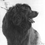 Превью фото № 4704