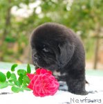 Превью фото № 47512