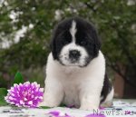 Превью фото № 47530