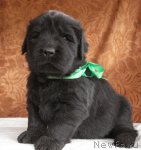 Превью фото № 47988