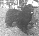 Превью фото № 4799