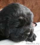 Превью фото № 47993