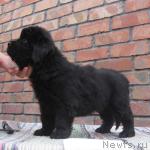 Превью фото № 4809