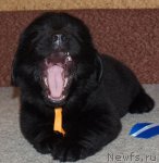 Превью фото № 48165