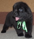 Превью фото № 48289