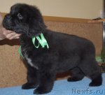 Превью фото № 48290