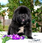 Превью фото № 48405