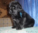 Превью фото № 48465